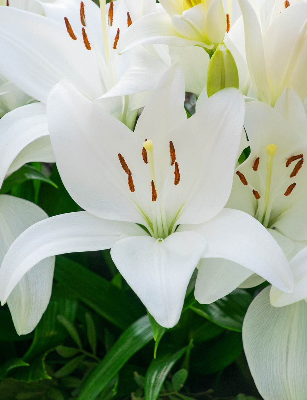 LA Lilium 'Refugee'