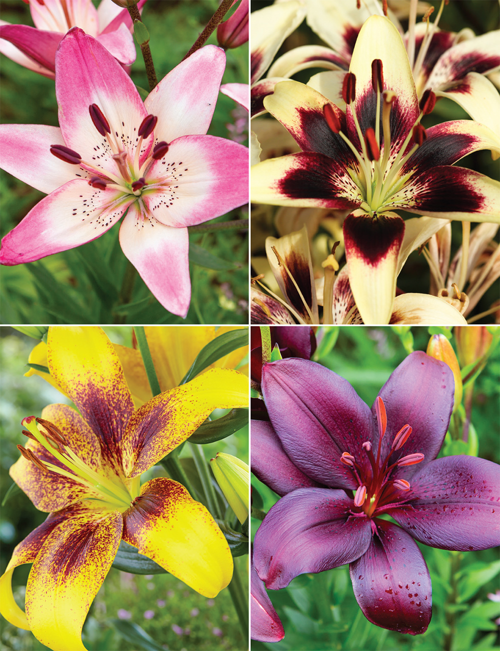 Matisse Asiatic Lilies Collection No1