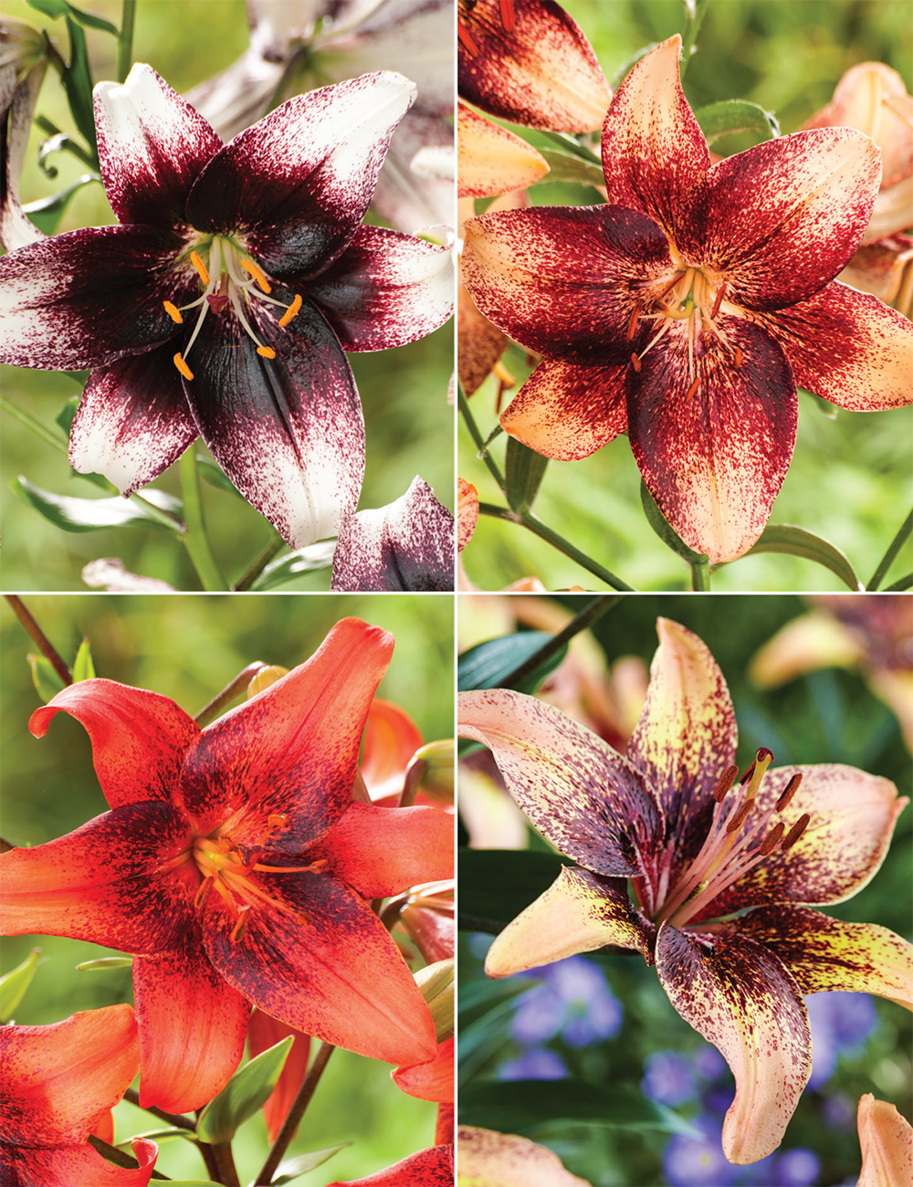 Matisse Asiatic Lilies Collection No2