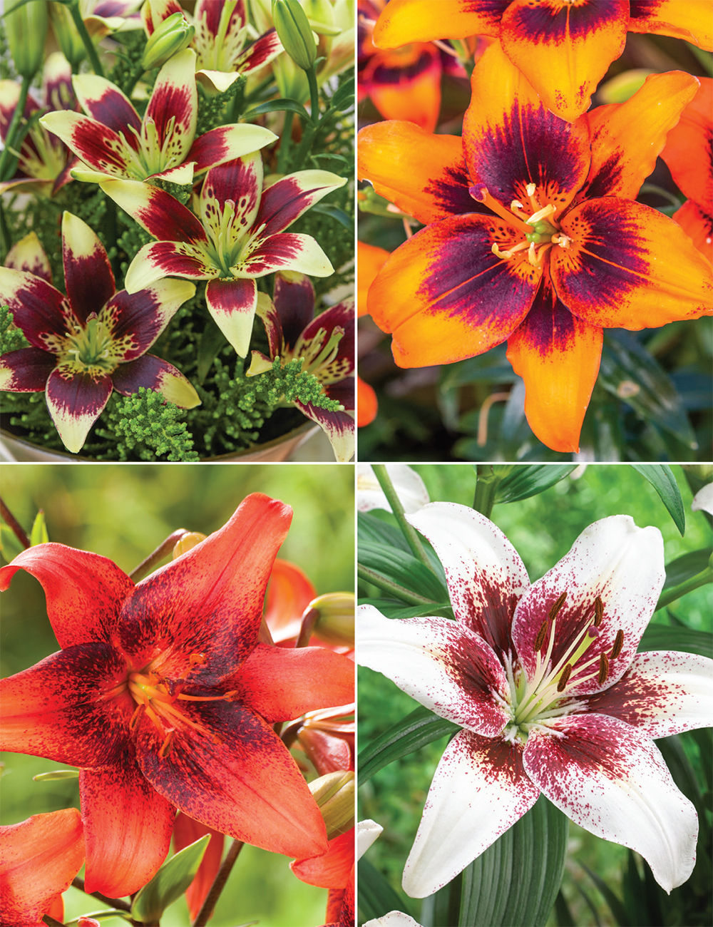Matisse Asiatic Lilies Collection No1