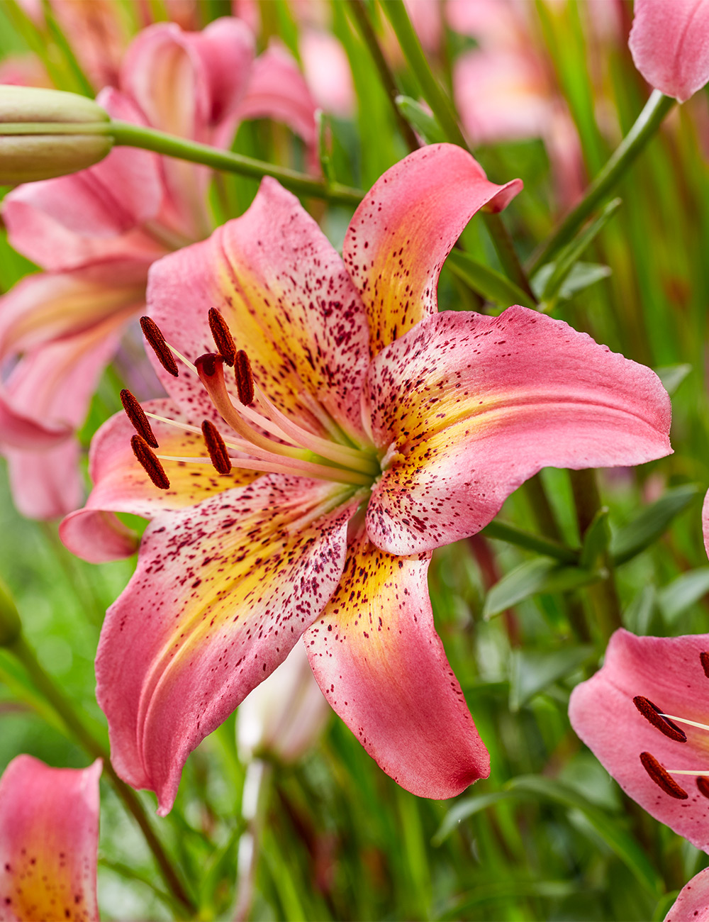 Matisse Asiatic Lilium 'Fancy Dance'