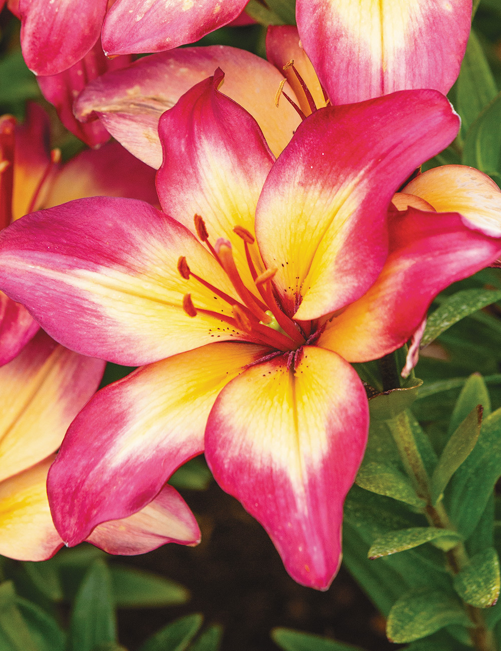 Matisse Asiatic Lilium Heartstrings