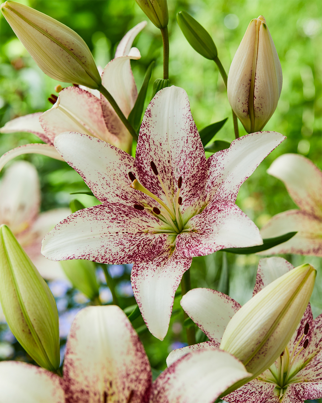 Matisse Asiatic Lilium 'Sweet Zanica'