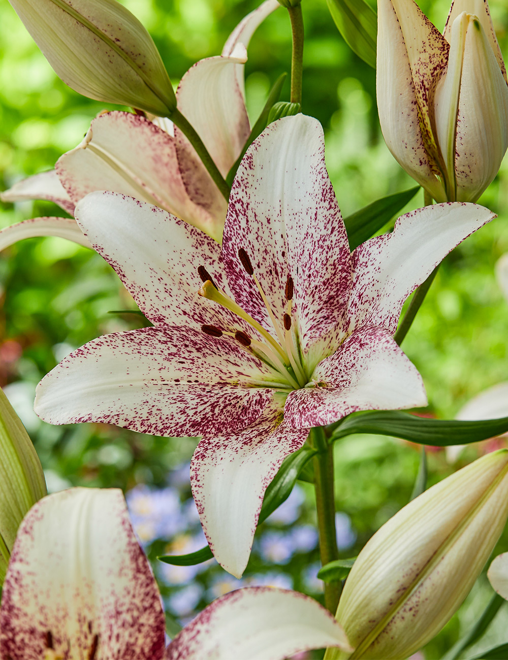 Matisse Asiatic Lilium 'Sweet Zanica'