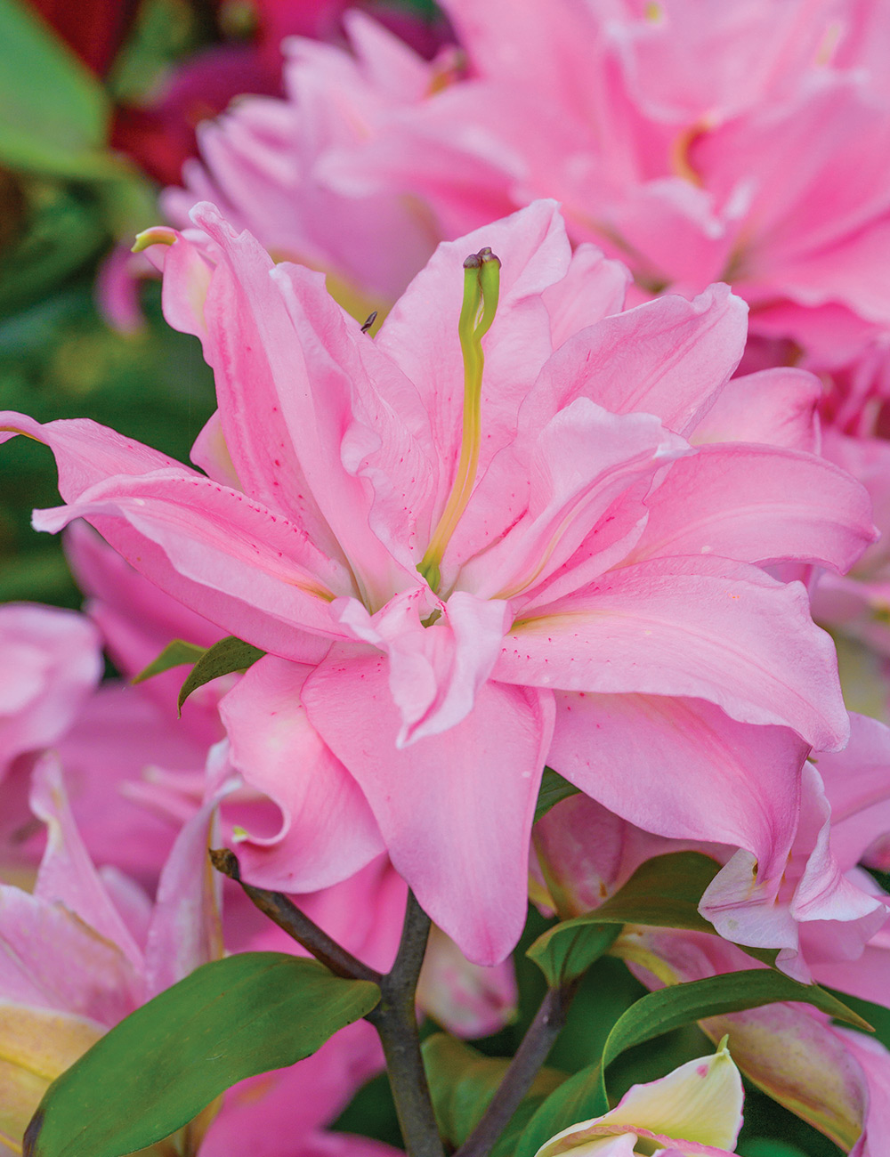 Double Oriental Lily 'Sarah Bernhardt'