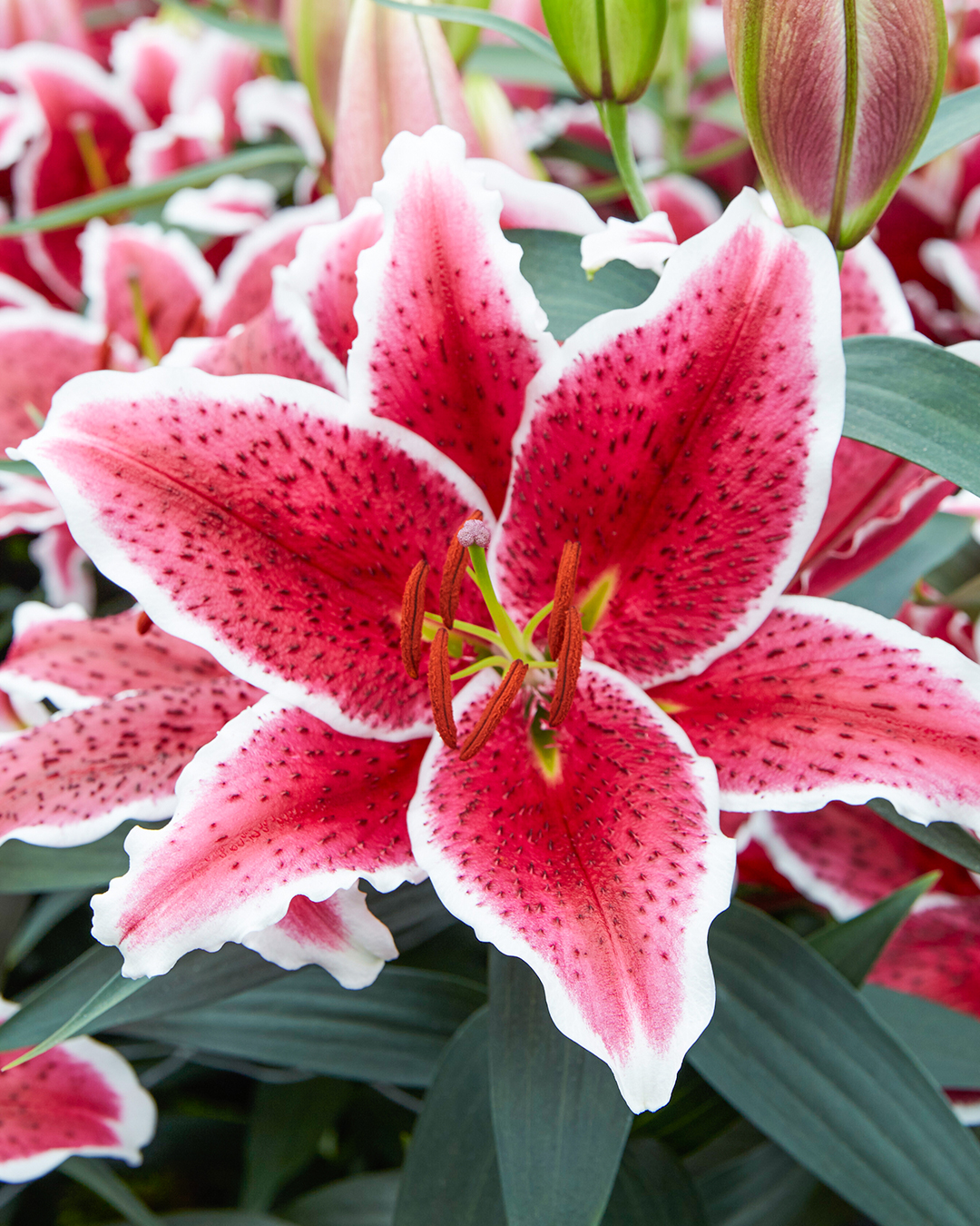 Matisse Oriental Lilium 'Front Page'