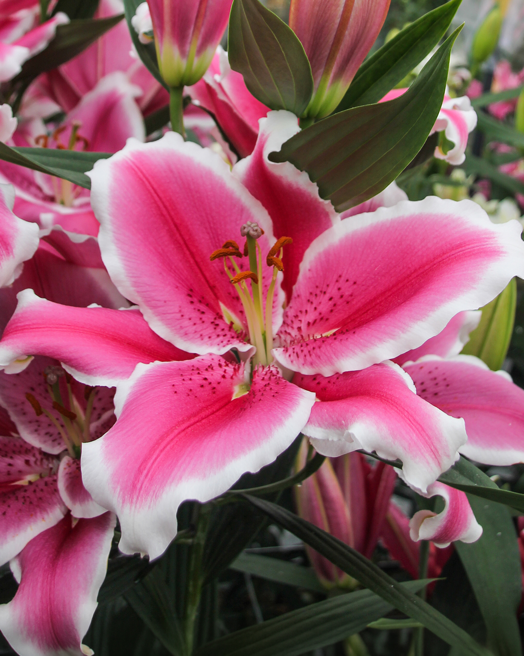 Matisse Oriental Lilium 'Gracioli'