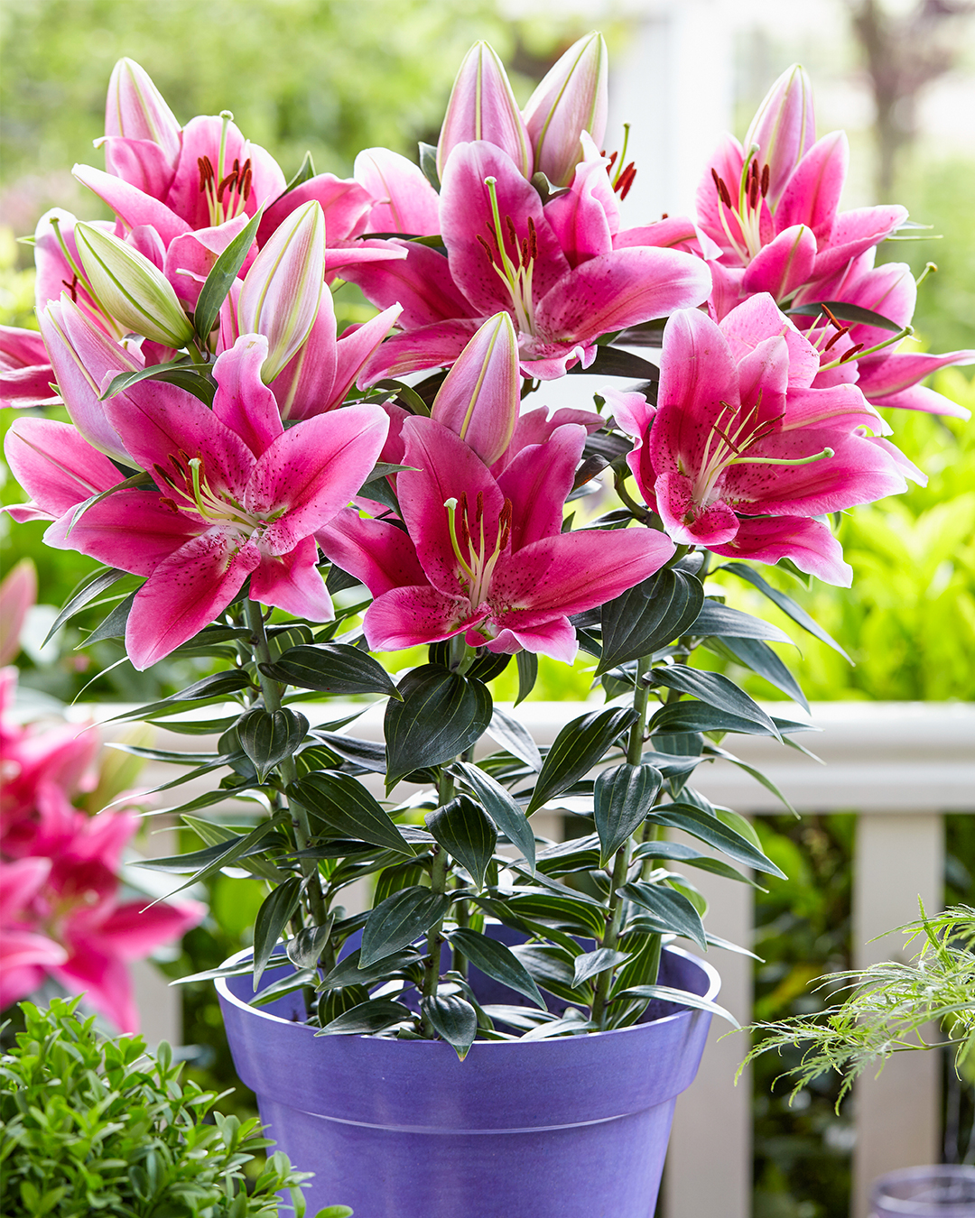 Pot Oriental Lilium Gentle Romance