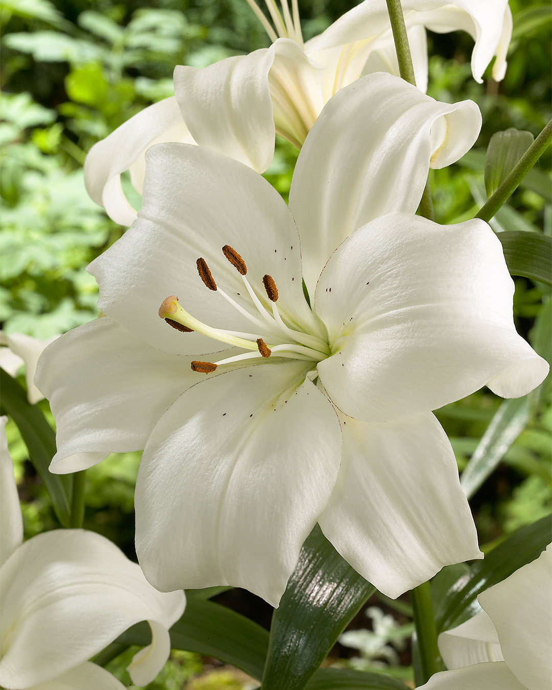 Oriental Lily 'Iceberg'