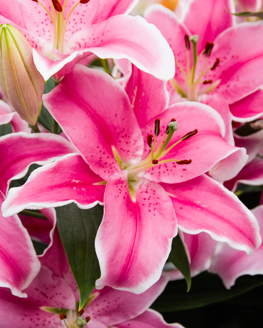 Oriental Lilium 'Marlon'