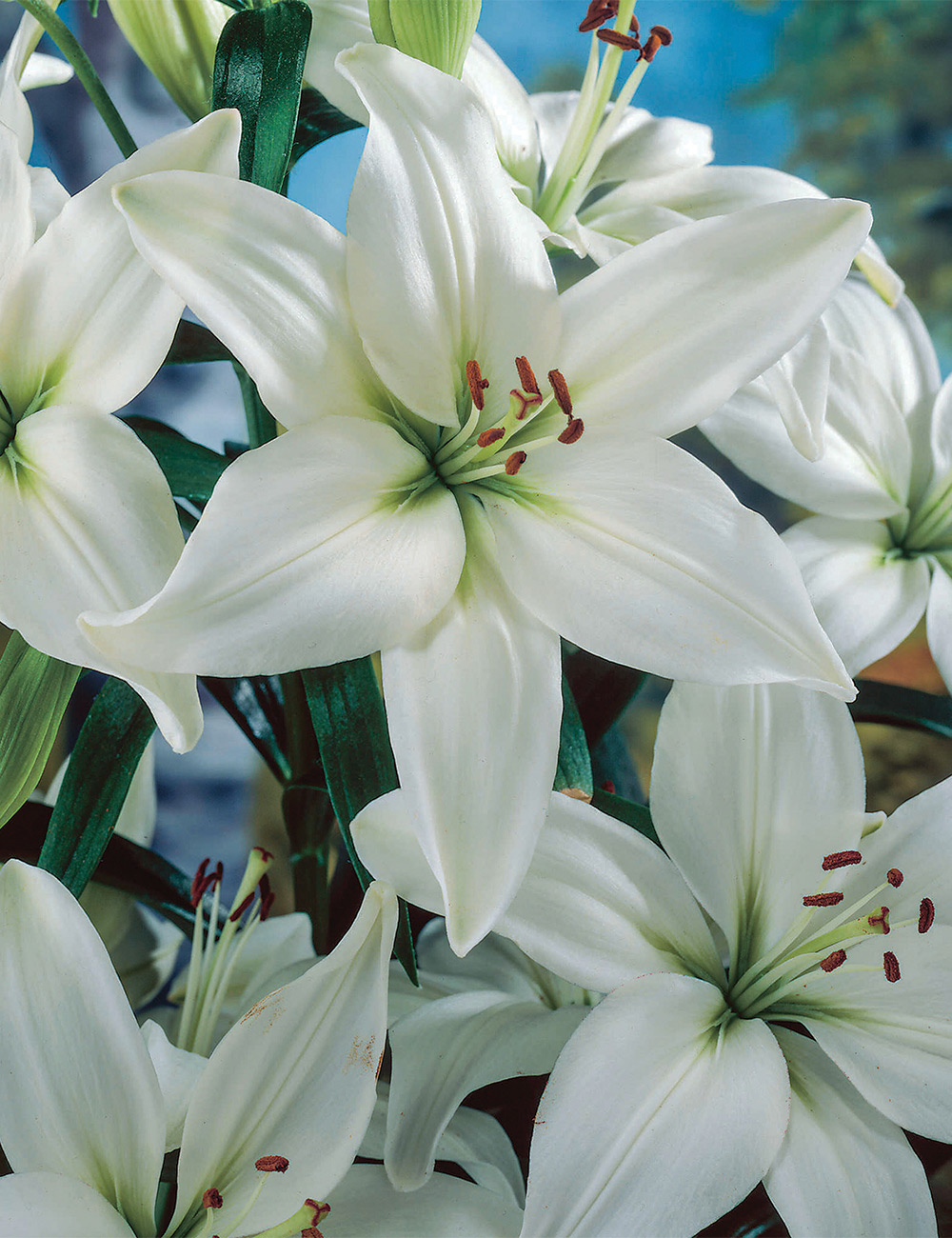 Oriental Lilium 'Pulsar'