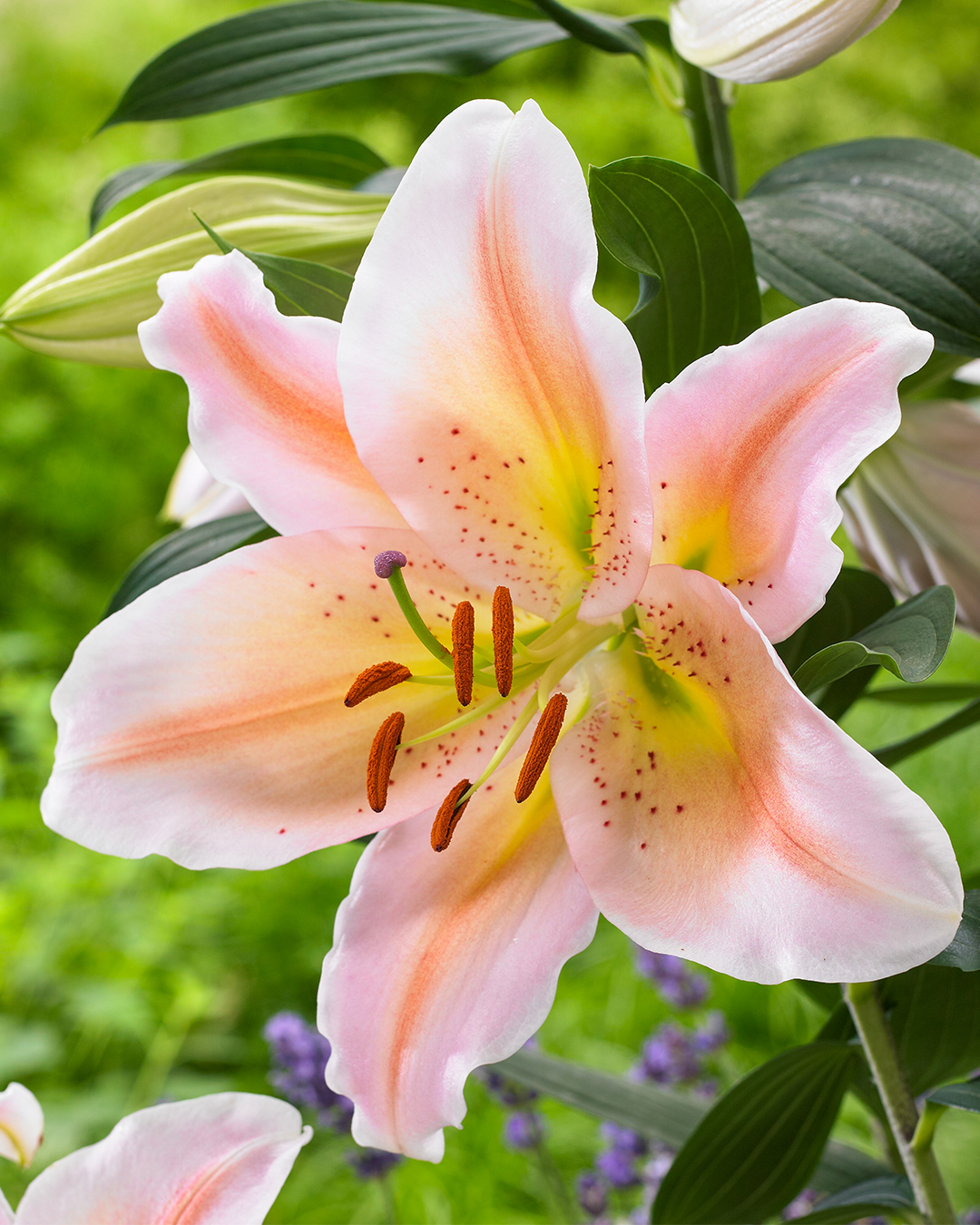 Pot Oriental Lilium Salmon Party