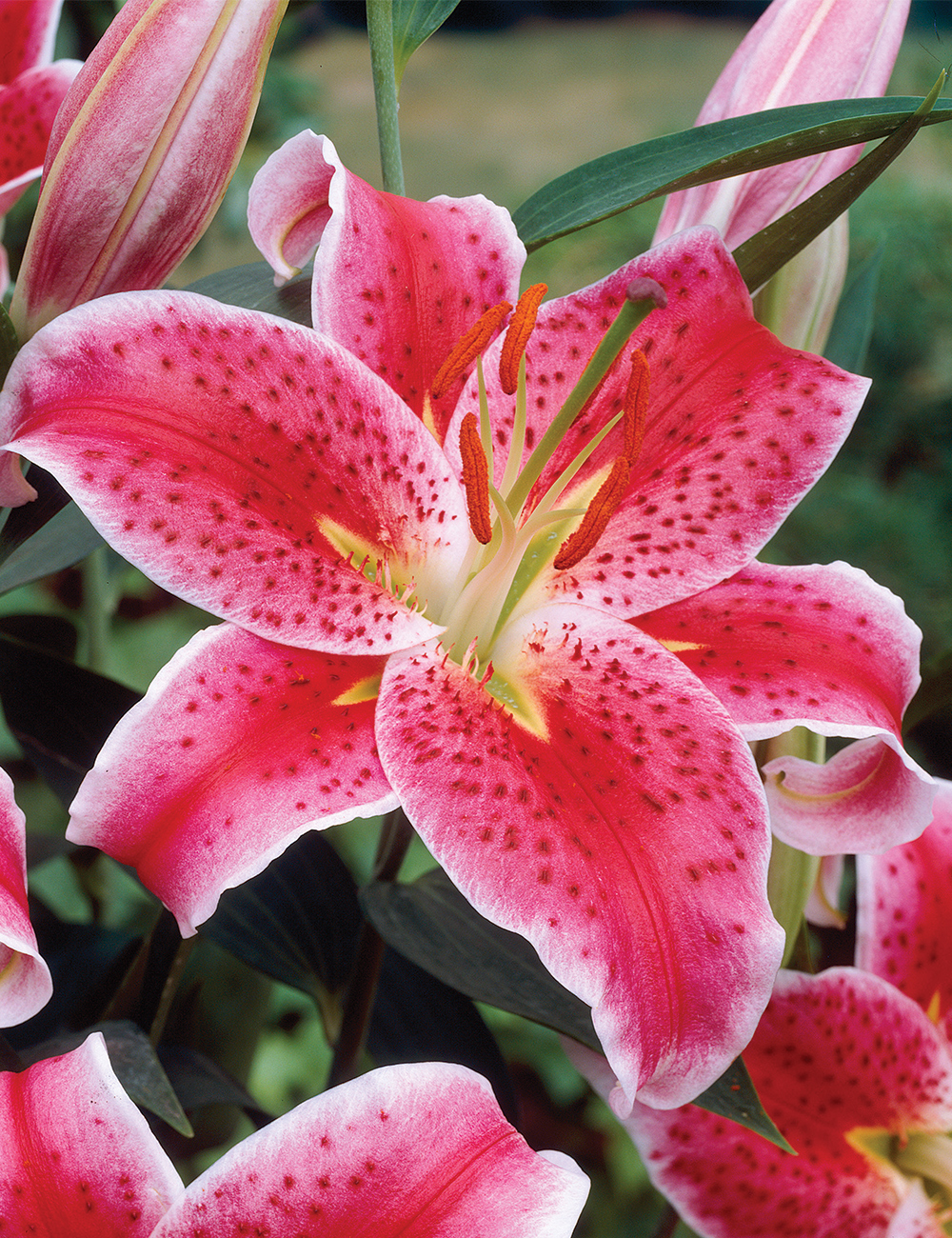 Pixie Oriental Lily 'Stargazer'