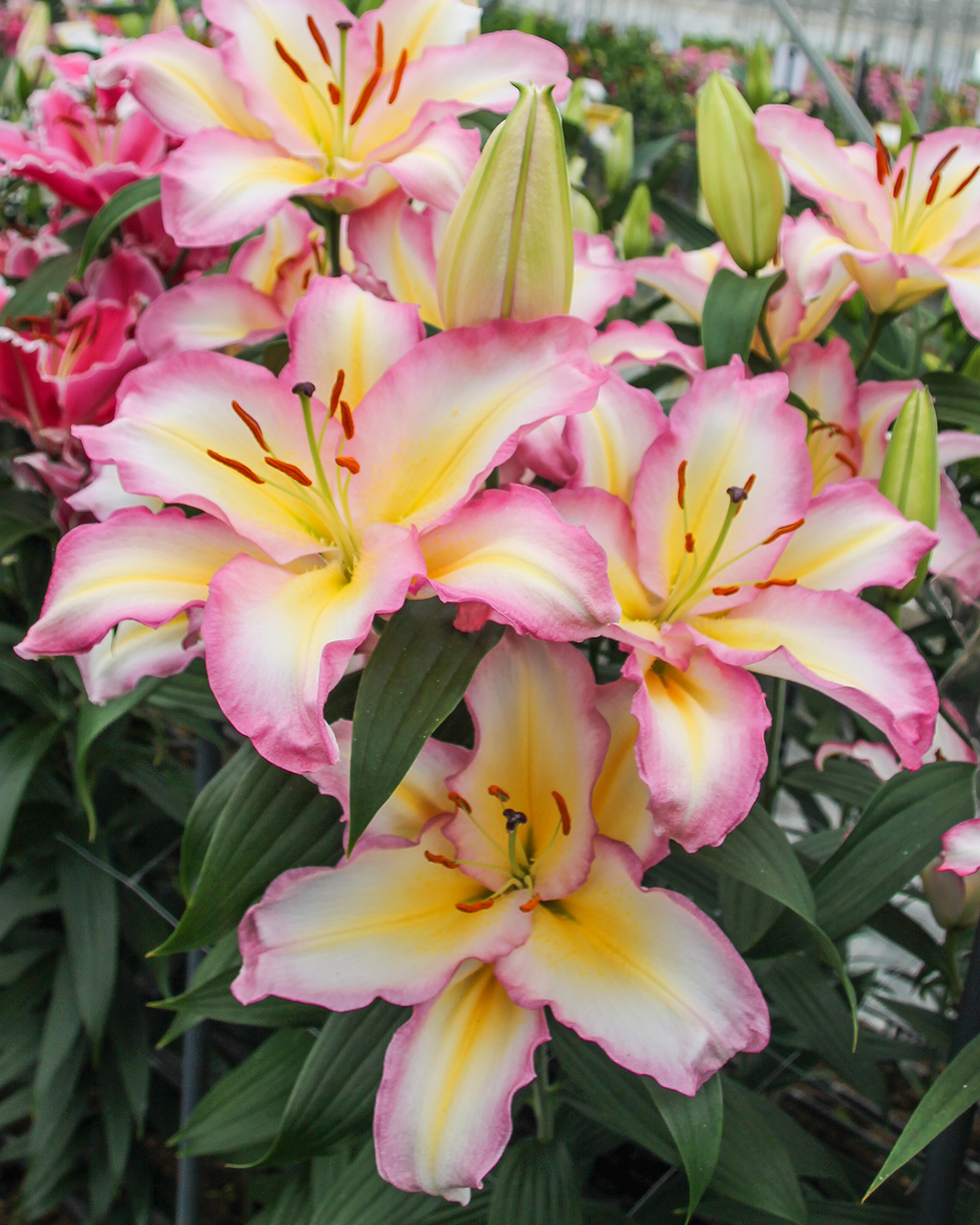 Matisse Oriental Lilium 'Captain Tricolore'