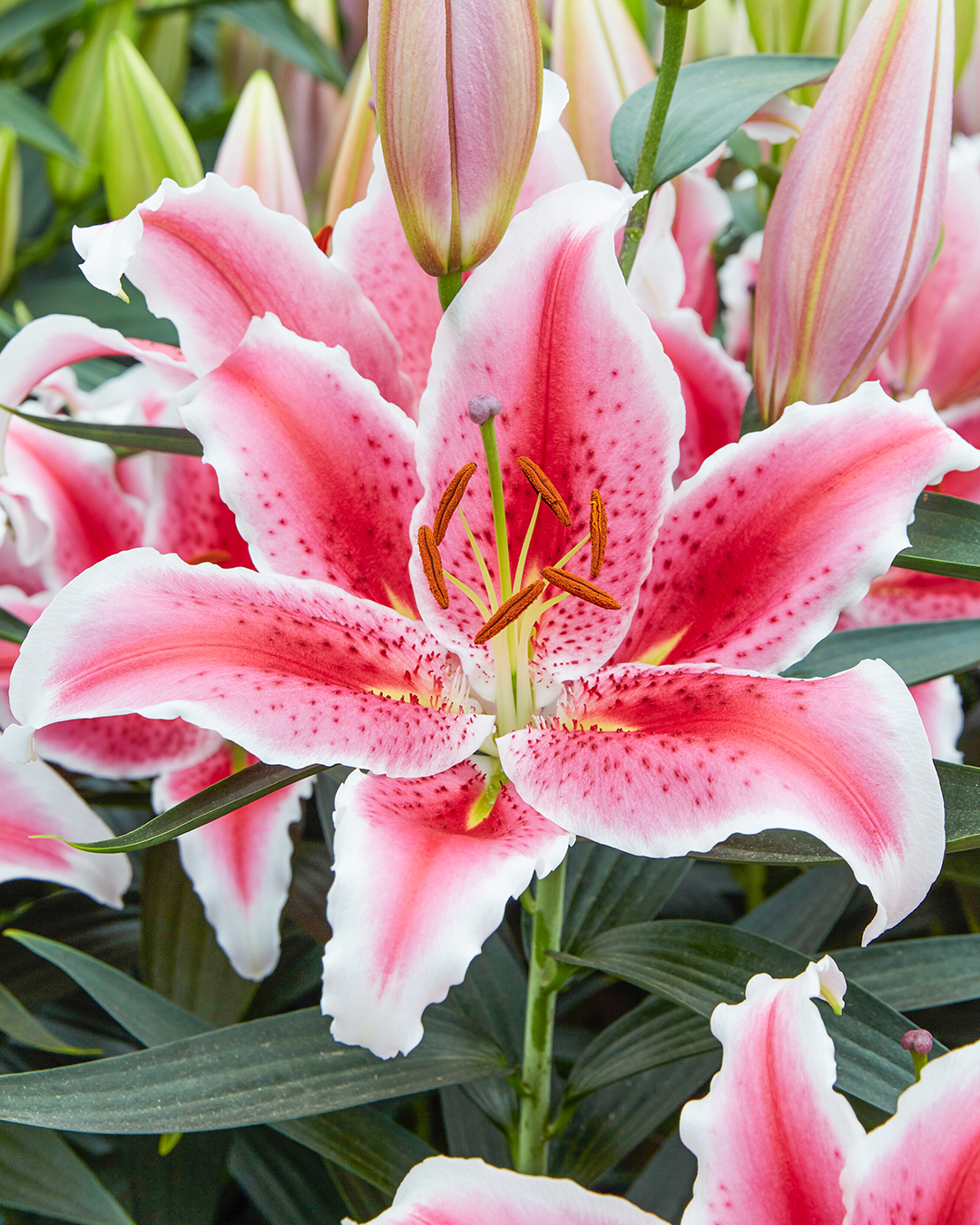 Oriental Lilium 'Tasman'