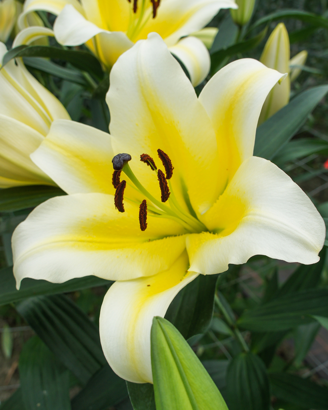 Matisse Oriental Lilium 'Manisa'
