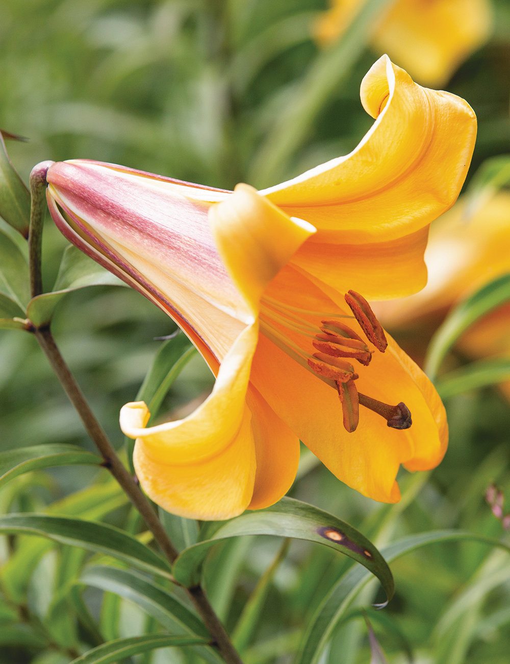 Lilium 'African Queen'