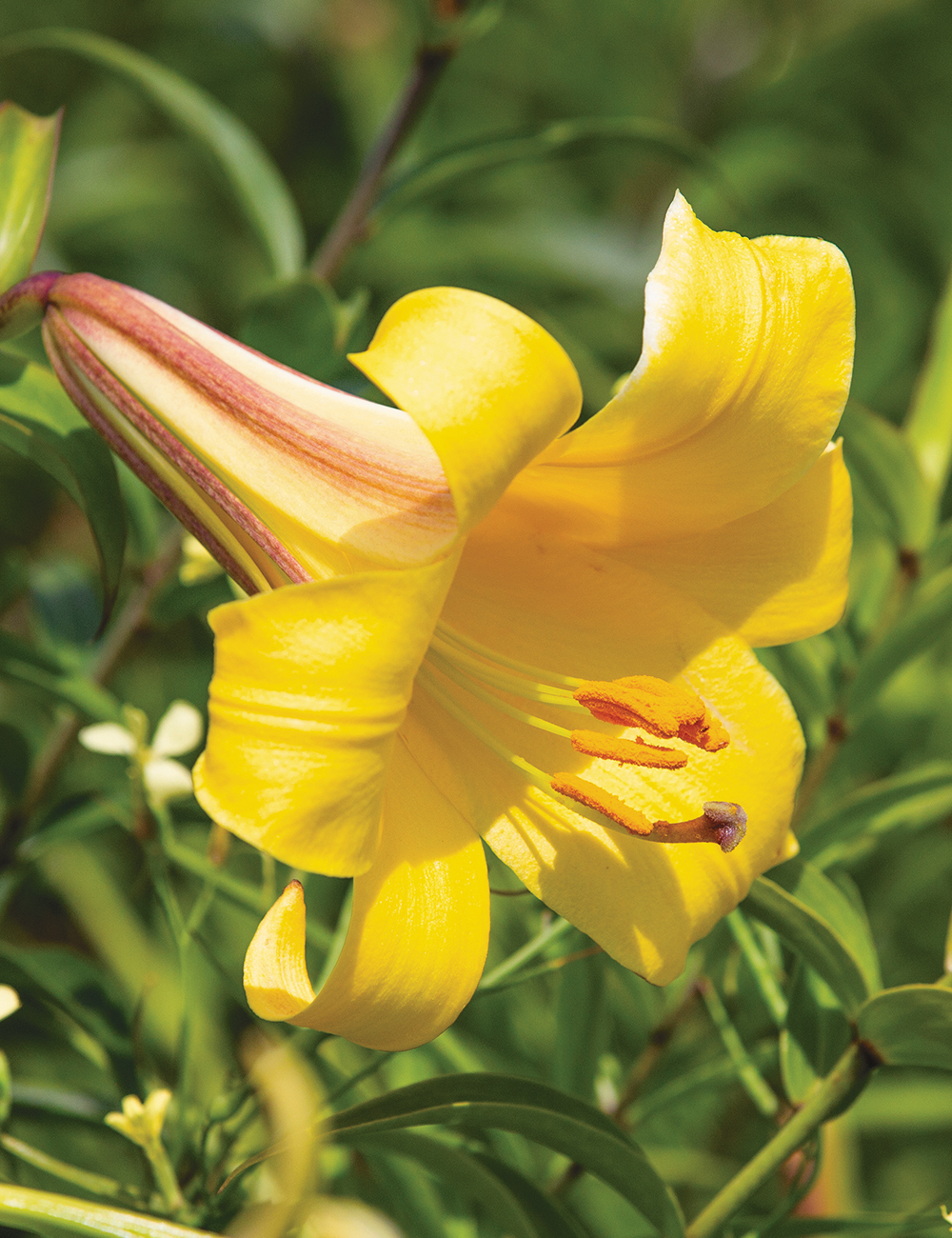 Lilium 'Golden Splendour'