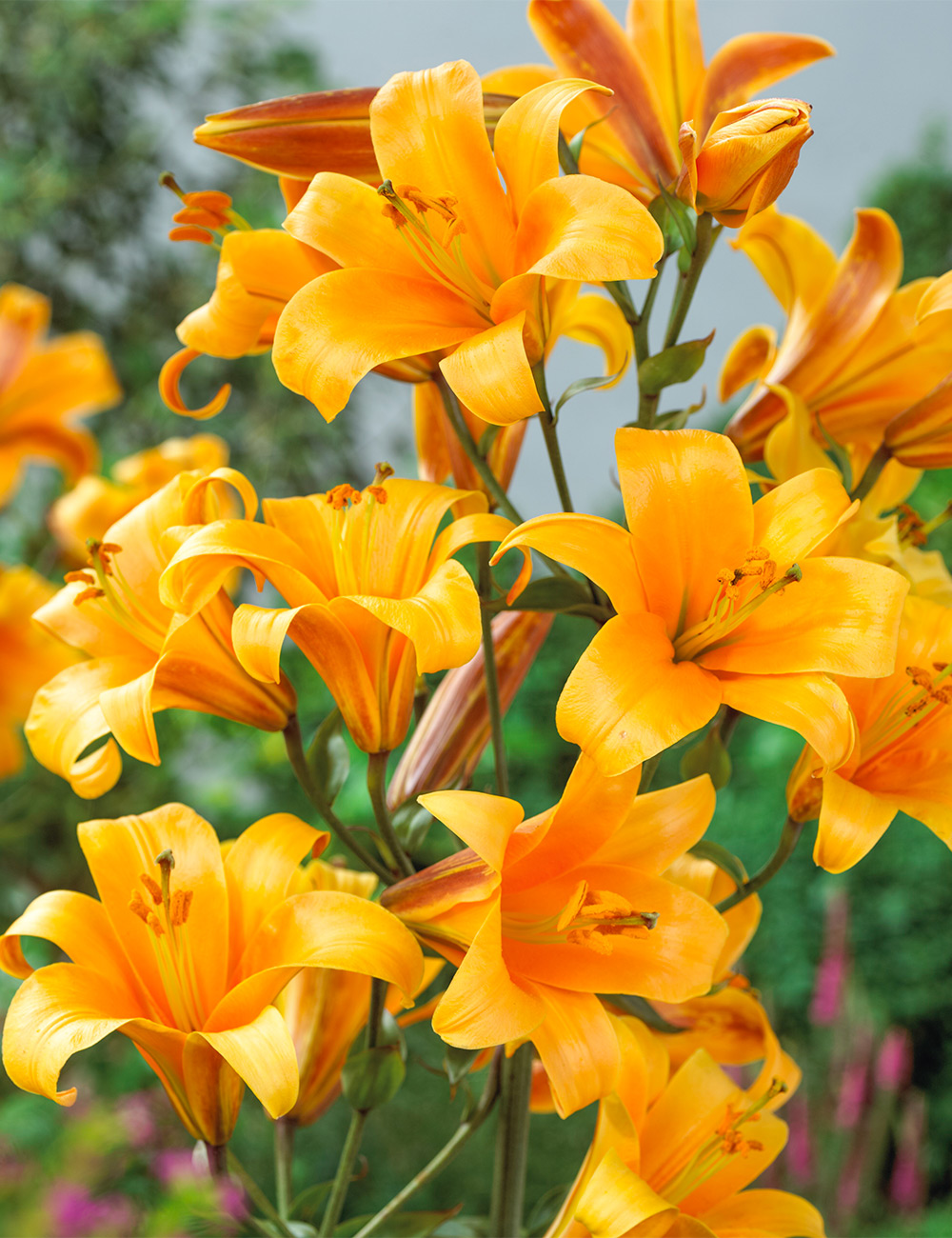 Lilium 'Orange Planet'