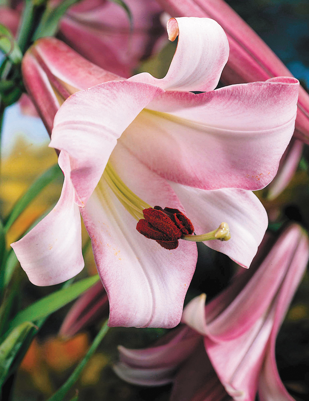 Lilium 'Pink Perfection'