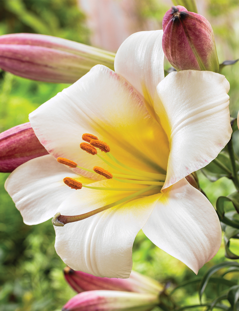 Lilium 'White Planet'