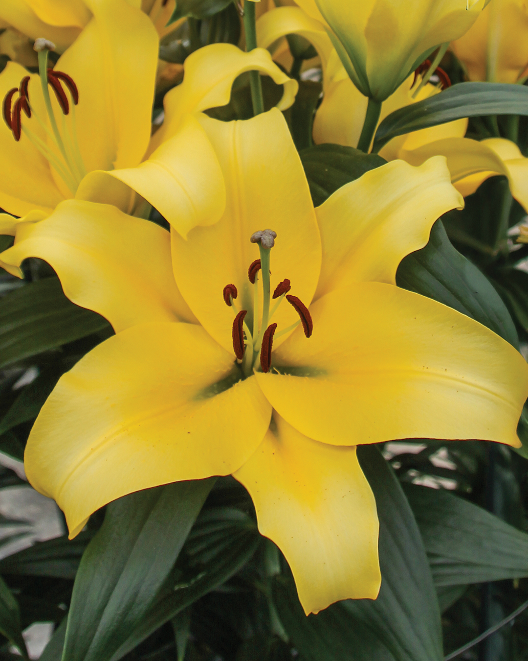Matisse Oriental Lilium 'Bellville'