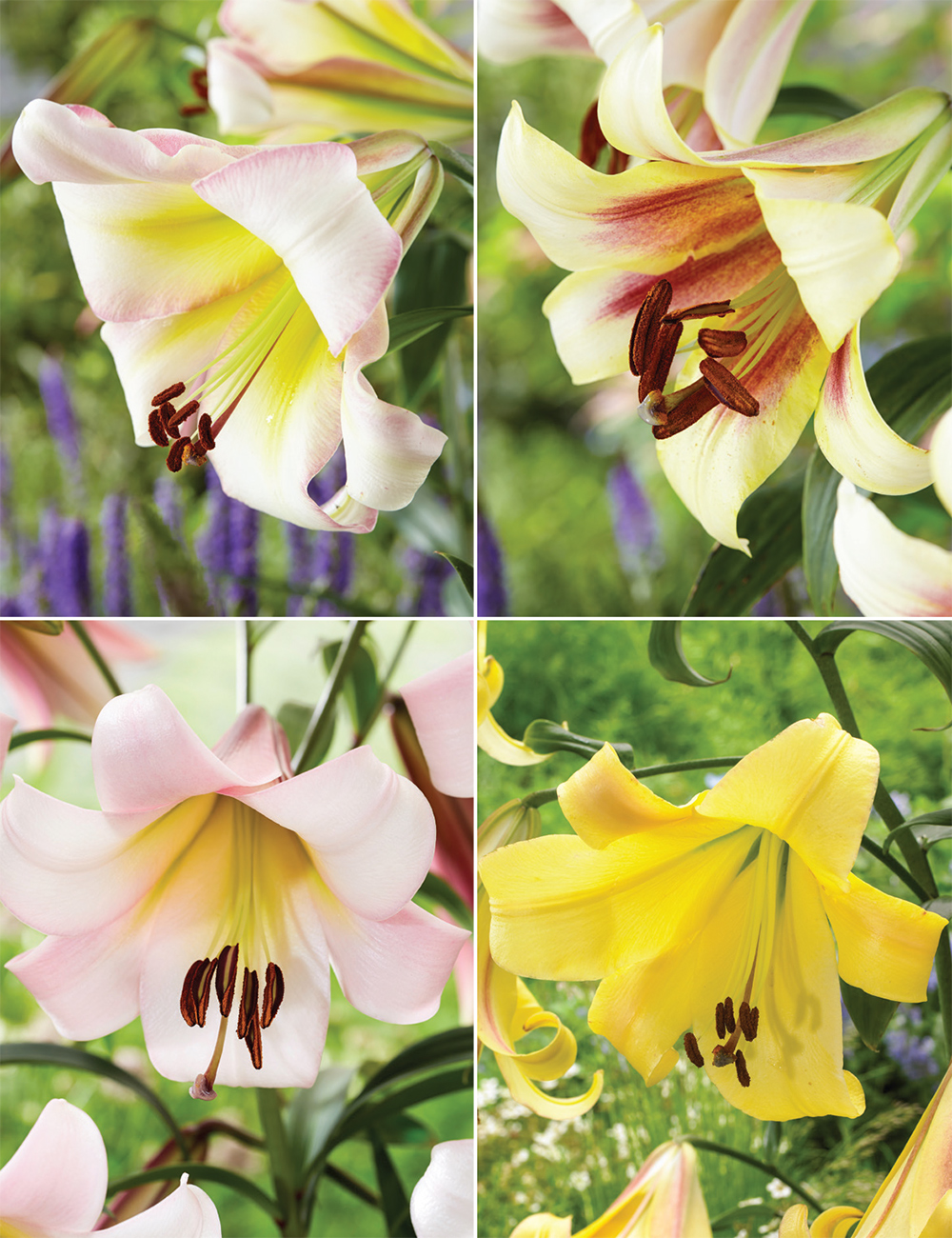 Trumpt Lilies Collection