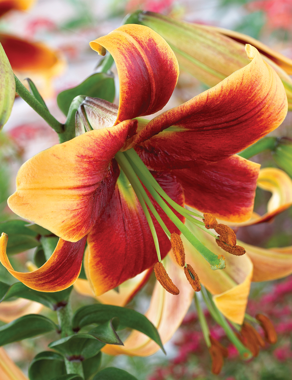Matisse Oriental Lilium 'Debby'