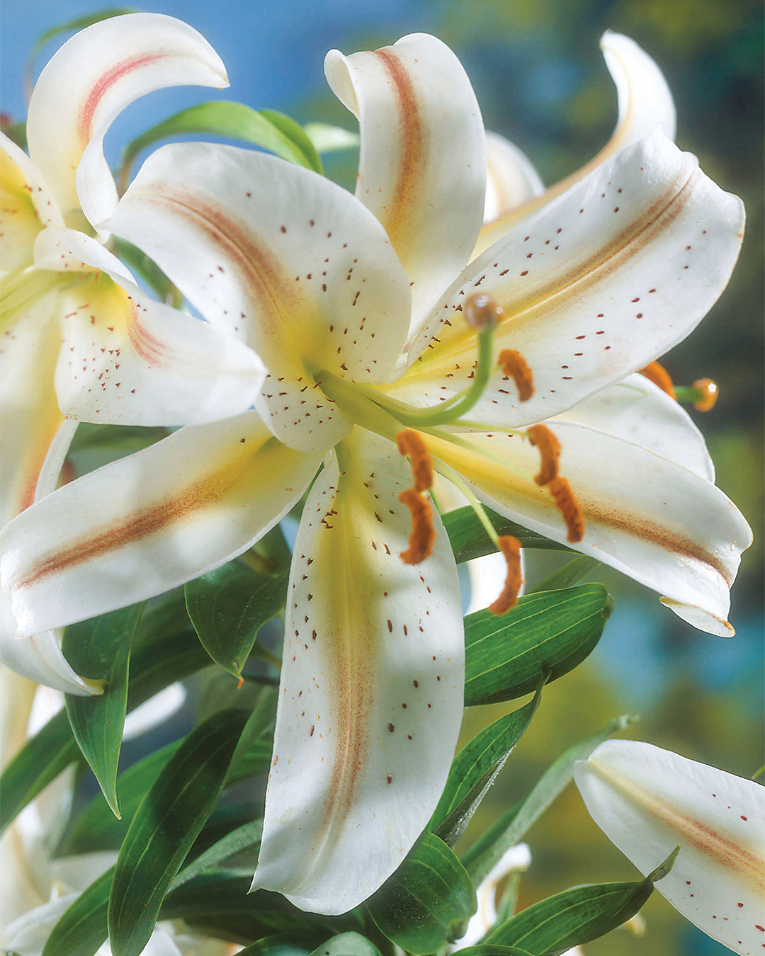 Pot Oriental Lilium Garden Party