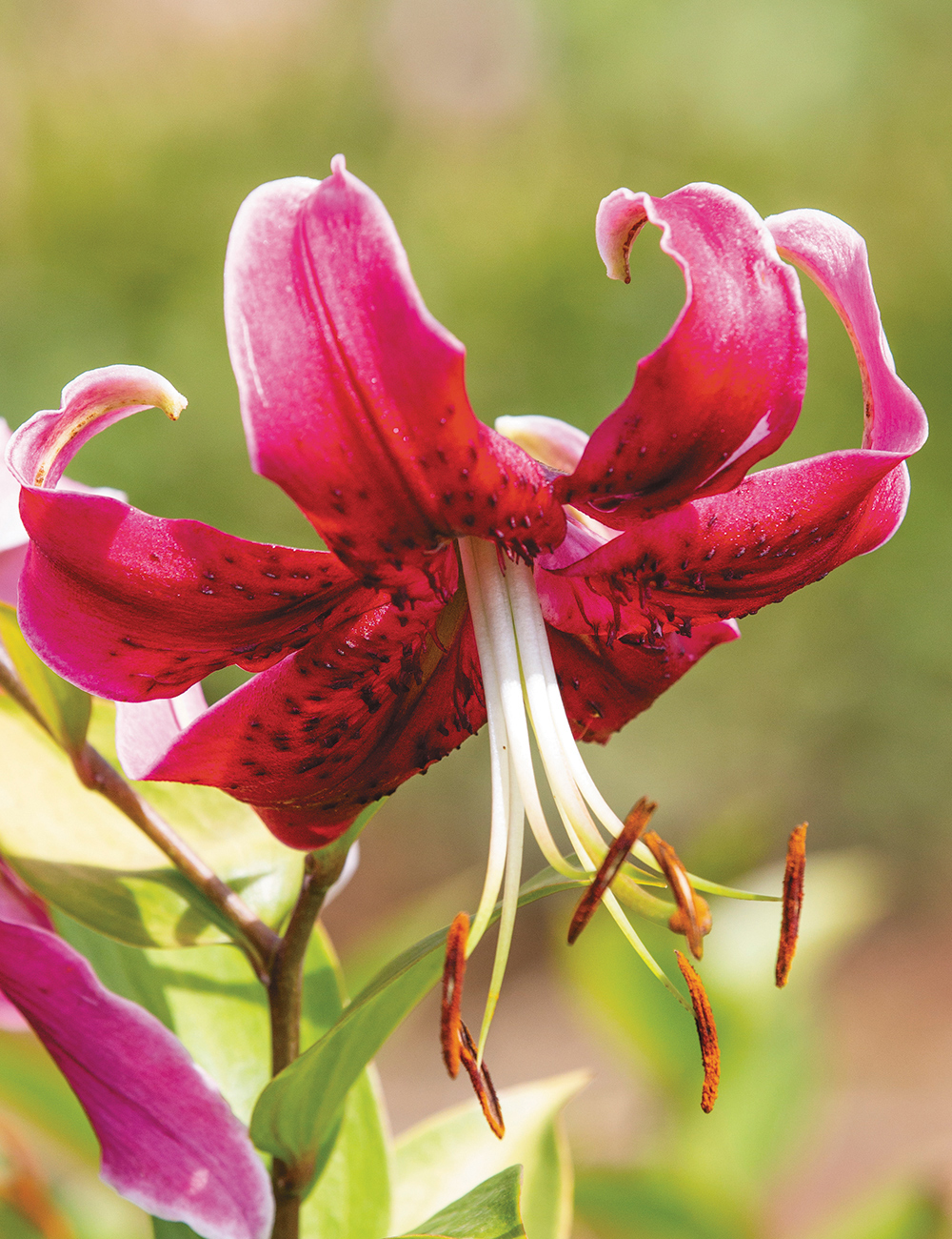 Lilium 'Miss Feya'