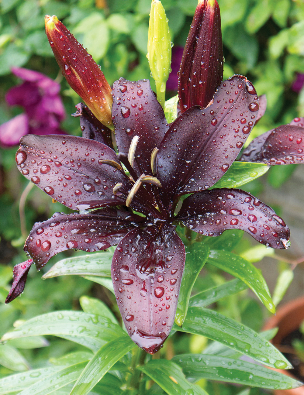 Lilium 'Nightrider'