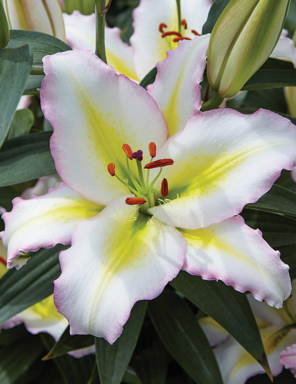 Matisse Oriental Lilium 'Primrose Hill'