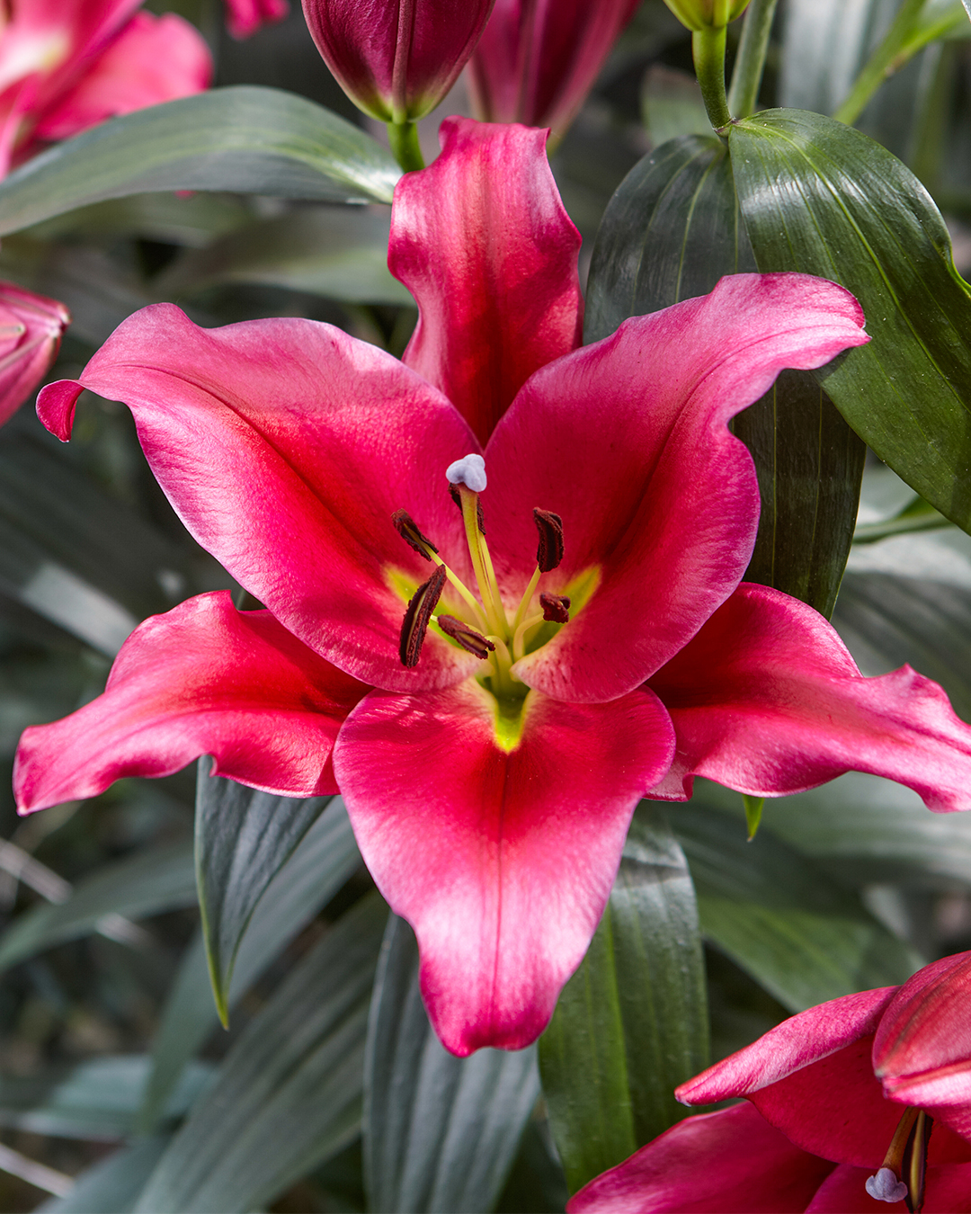 Oriental Lilium 'Redford'