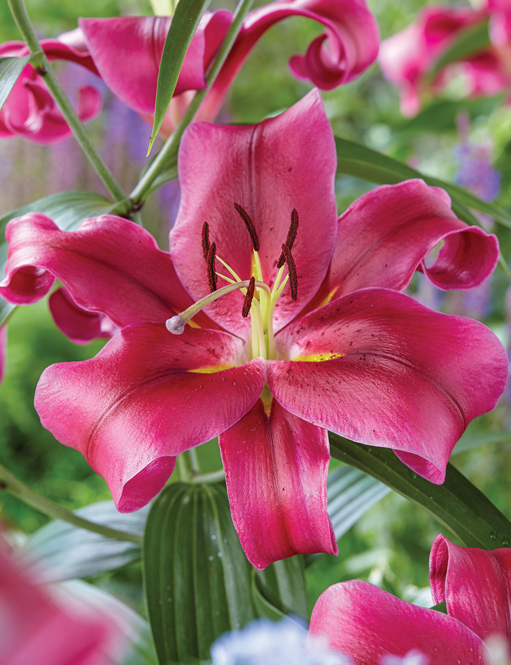 Oriental Lilium 'Touchstone'