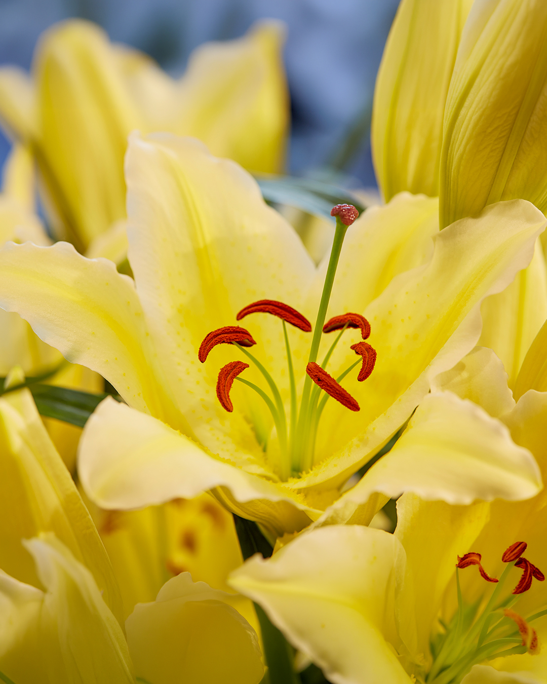 Oriental Lilium Vigeron