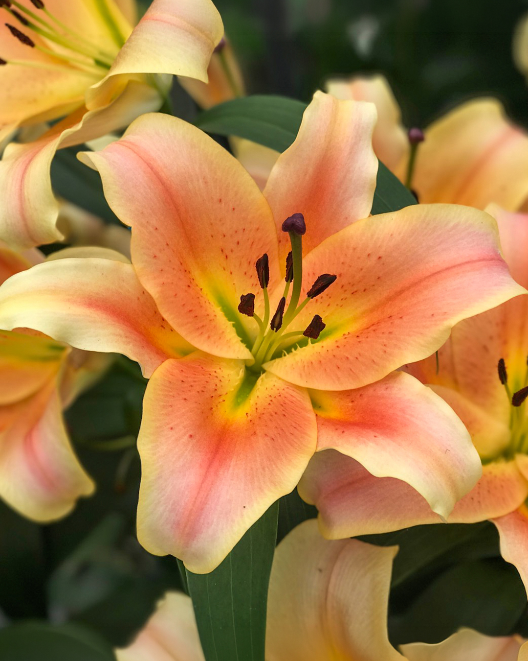 Matisse Oriental Lilium 'Zelmira'
