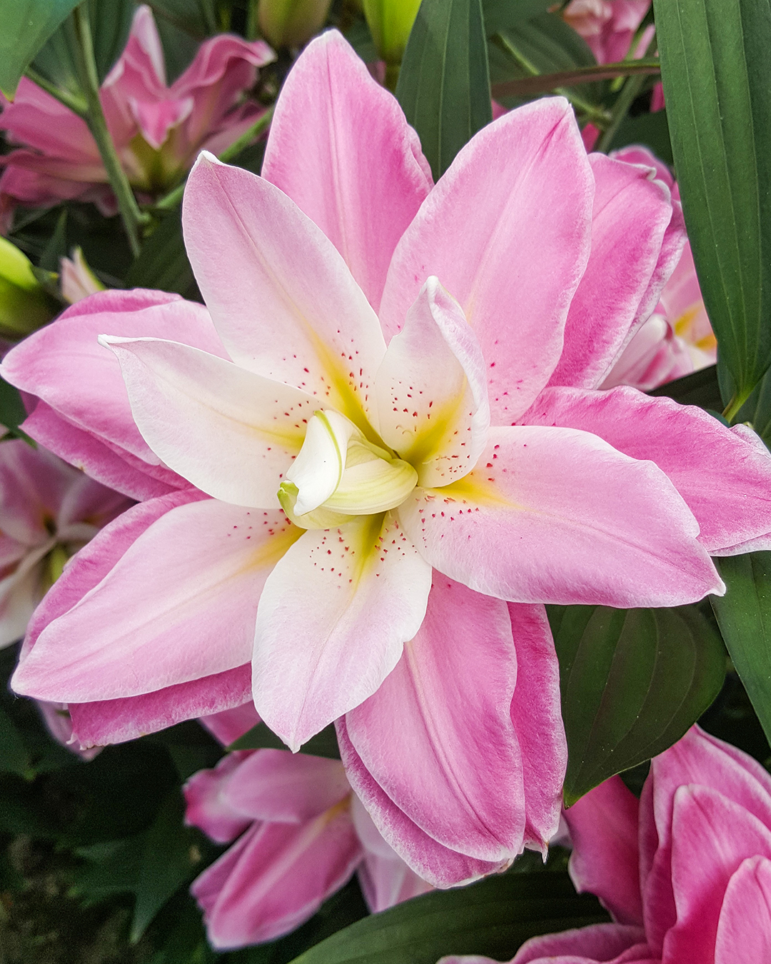 Double Oriental Lilium 'Accolade'