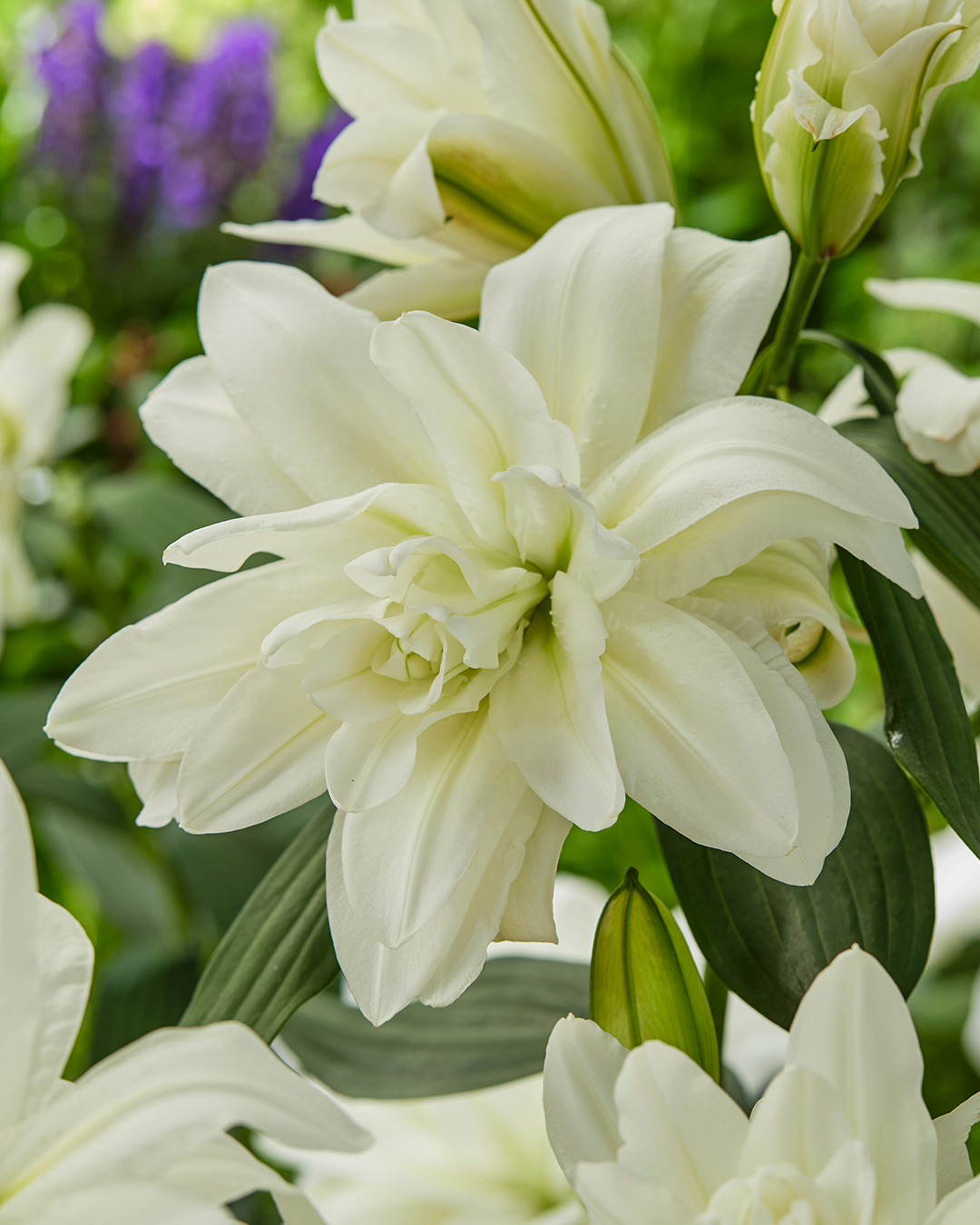 Double Oriental Lilium 'Arosa'