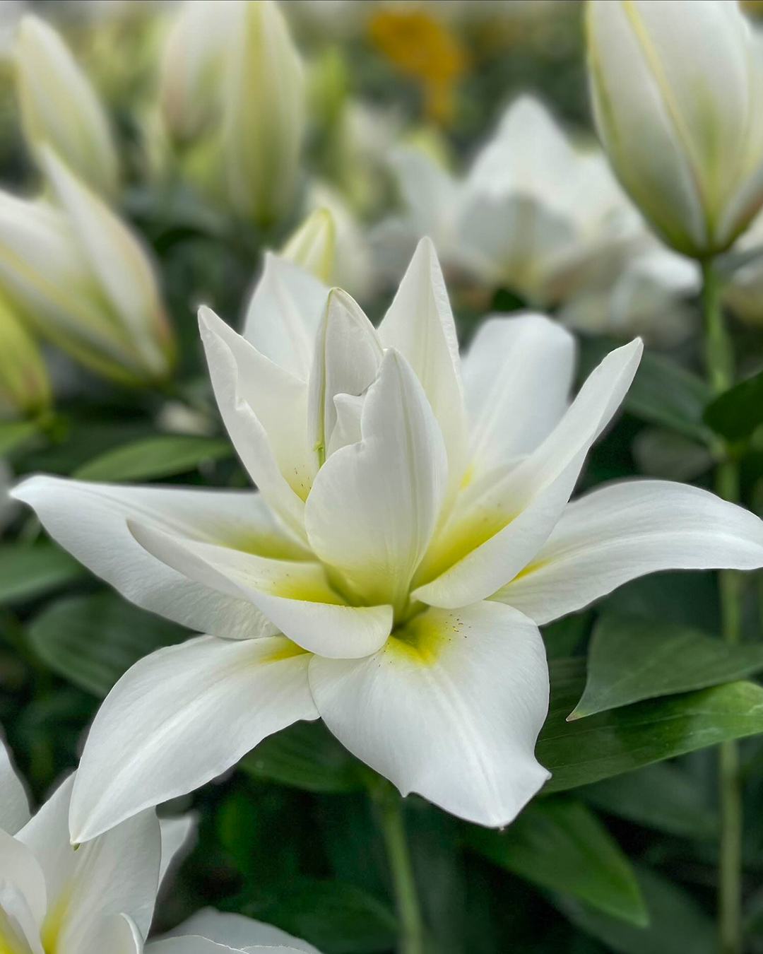 Double Oriental Lilium 'Blizzard'