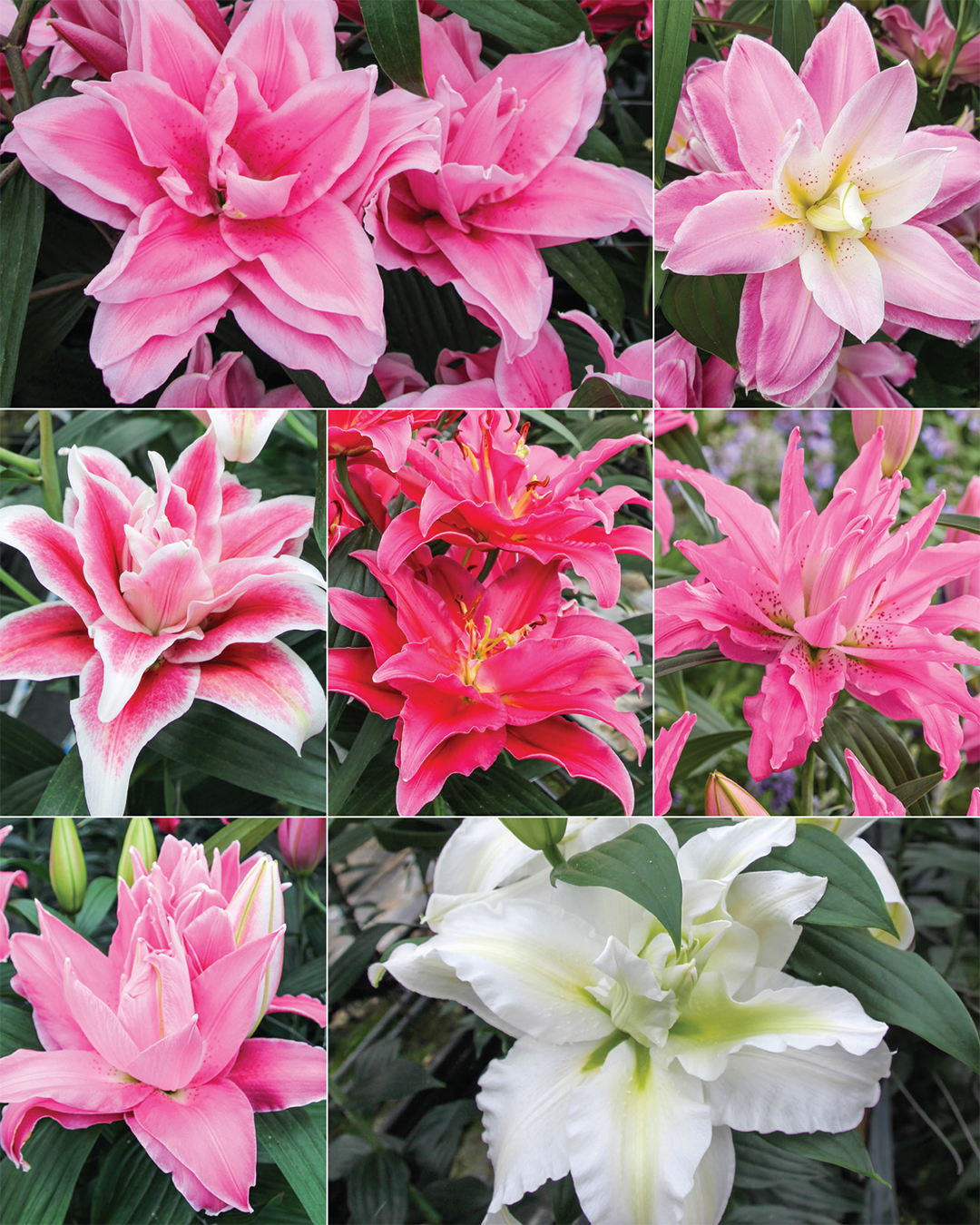 Double Oriental Lilies Collection No1