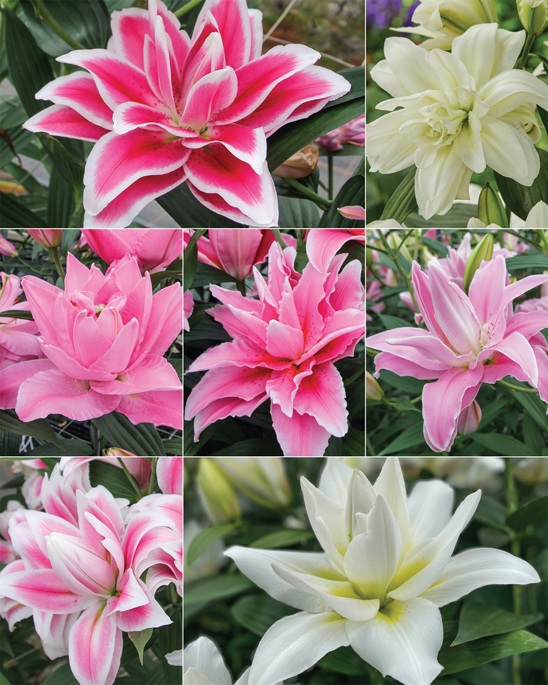 Double Oriental Lilies Collection No2