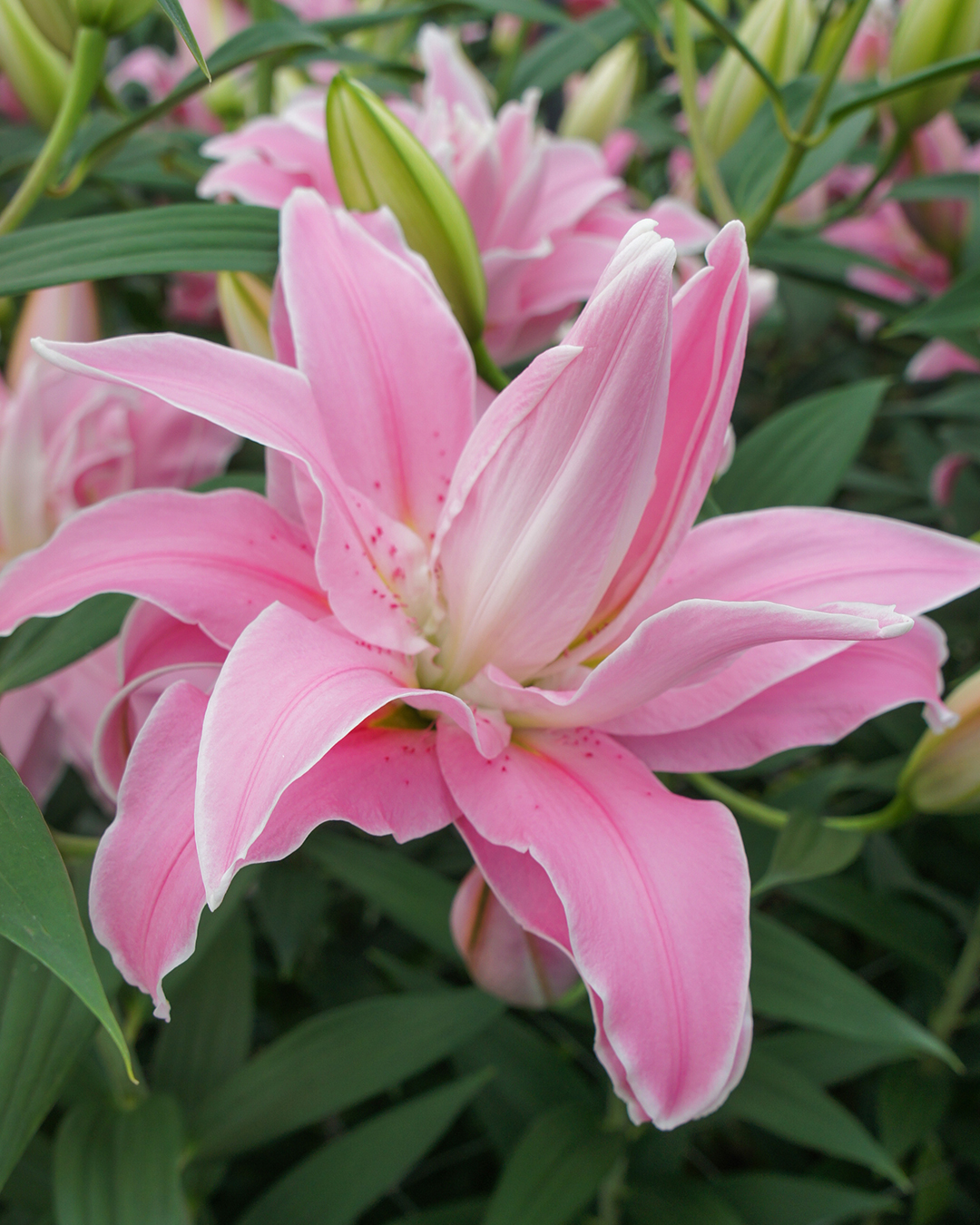 Double Oriental Lilium 'Curiosity'