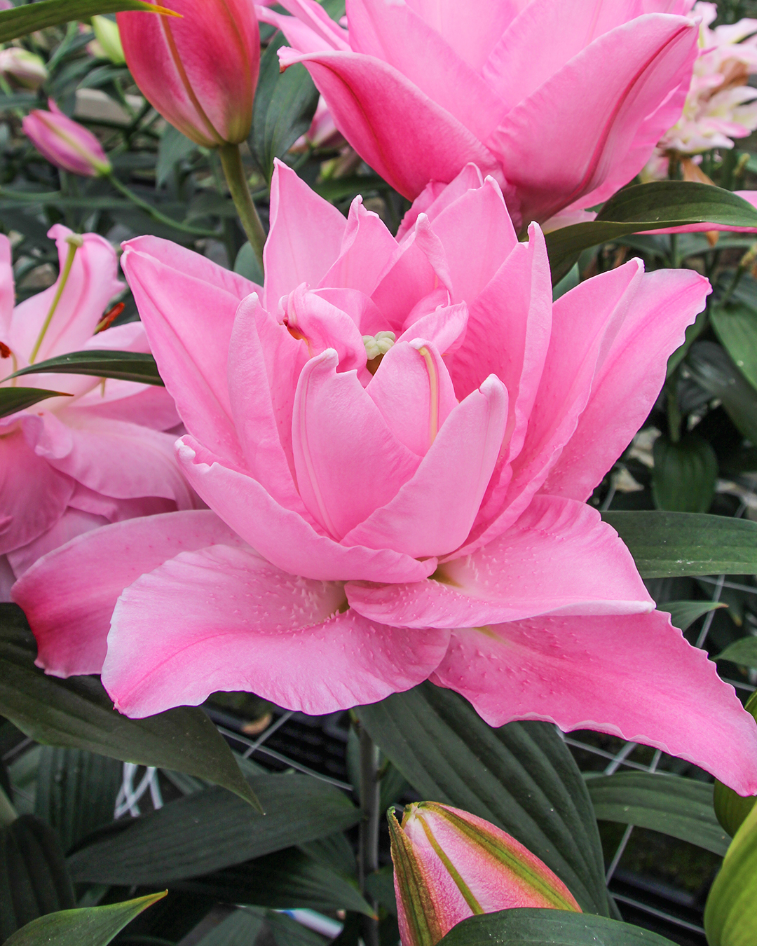 Double Oriental Lilium 'Diamond'