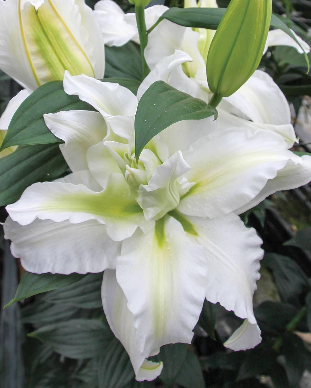 Double Oriental Lilium 'Empress Zanloremp'