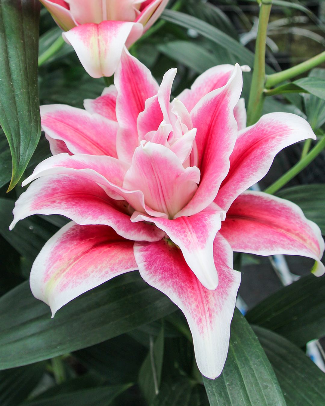 Double Oriental Lilium 'Fabienne'
