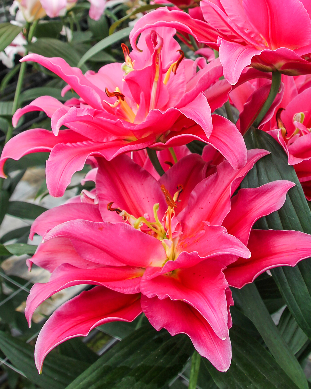 Double Oriental Lilium 'Grandamour'