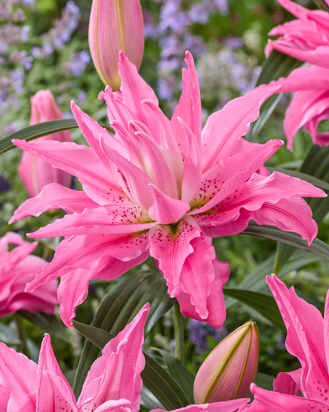 Double Oriental Lilium 'Kadango'
