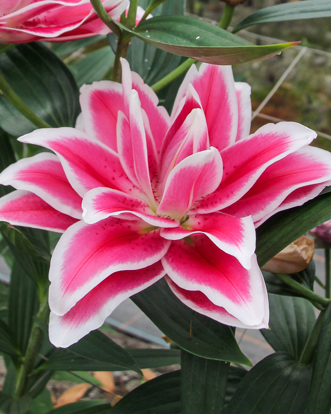 Double Oriental Lilium 'Kiss'