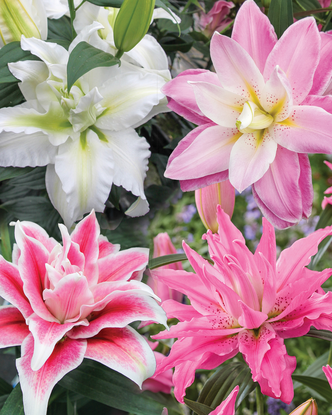 Double Oriental Lilies Mixed