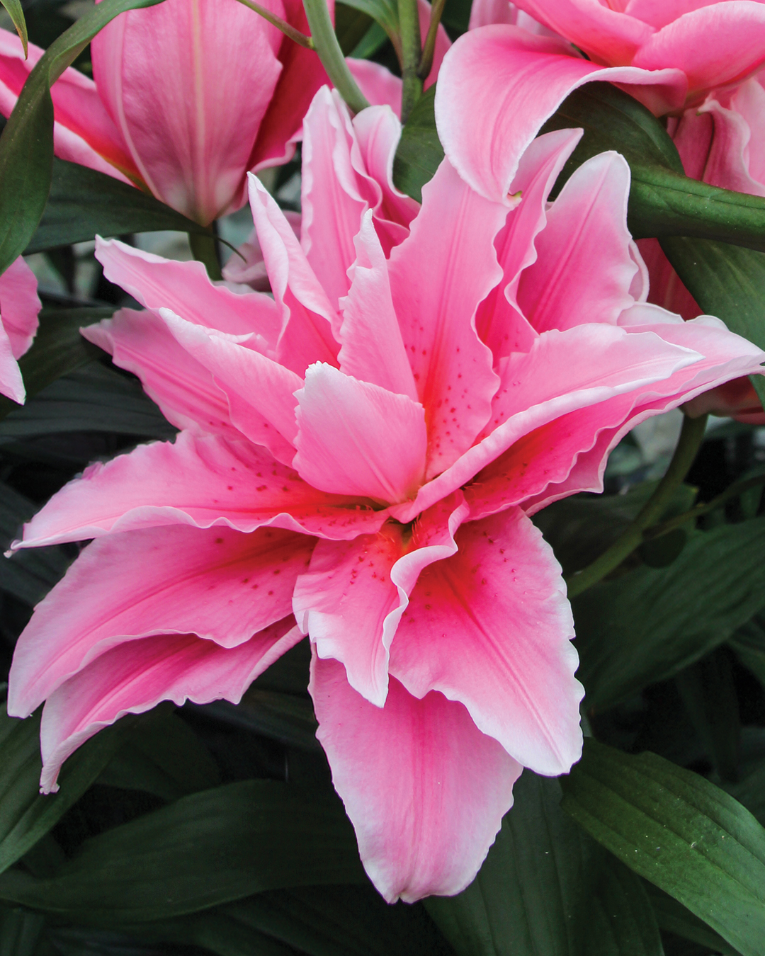 Double Oriental Lilium 'Quartz'
